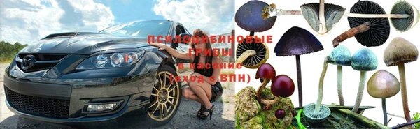 прущие грибы Зеленодольск